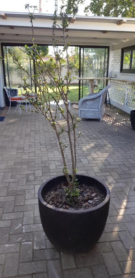 Spacious Garden Unit On Fordyce Port Elizabeth Exterior foto